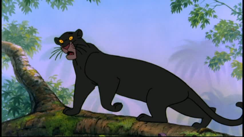 bagheera