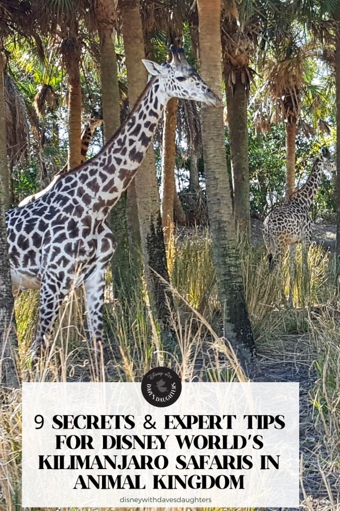 9 Secrets & Expert Tips for Kilimanjaro Safaris | Walt Disney World’s Animal Kingdom