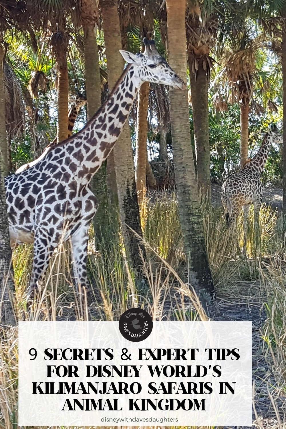 9 Secrets of Disney's Kilimanjaro Safari