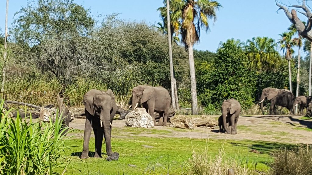 Kilimanjaro safari animal kingdom elephants