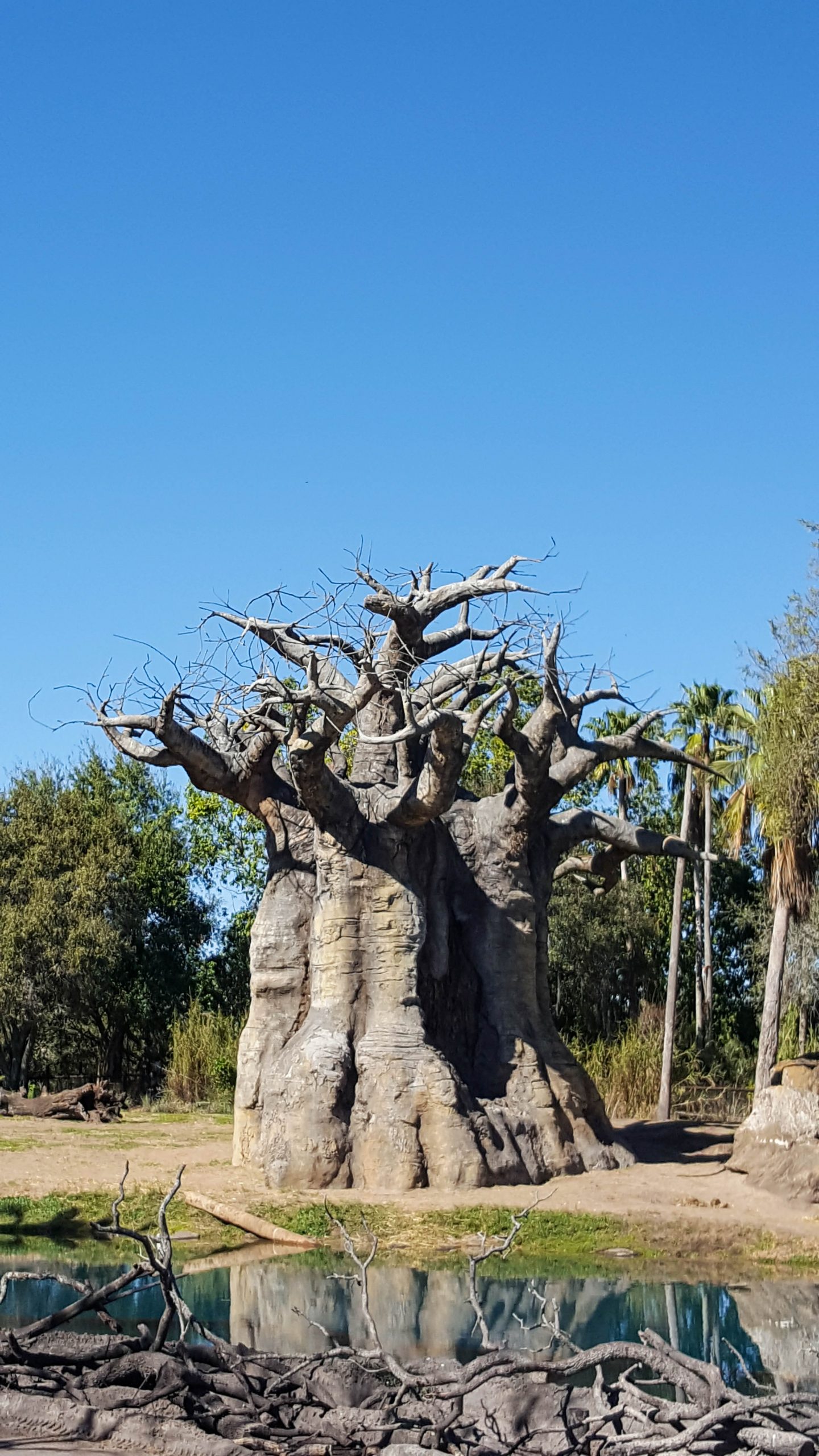 Tree at Animal Kingdom