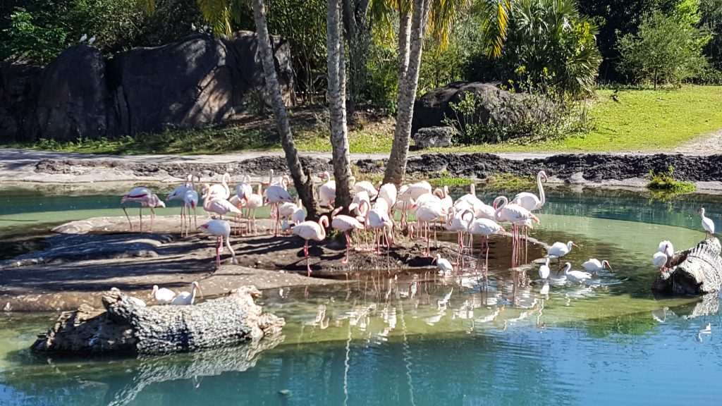 Pink Flamingos  at Kilimanjaro Safaris in Animal Kingdom