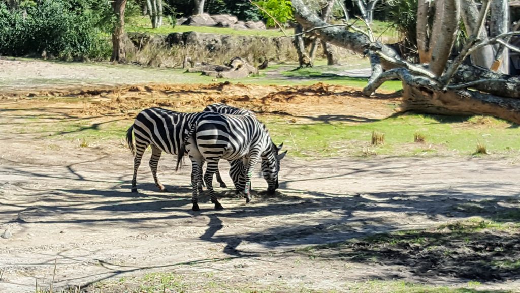 Zebras at Kilimanjaro Safaris in Animal Kingdom