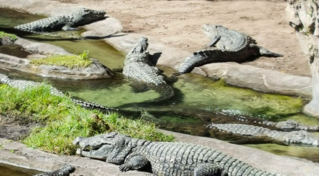 Alligators at Kilimanjaro Safaris | Walt Disney World’s Animal Kingdom