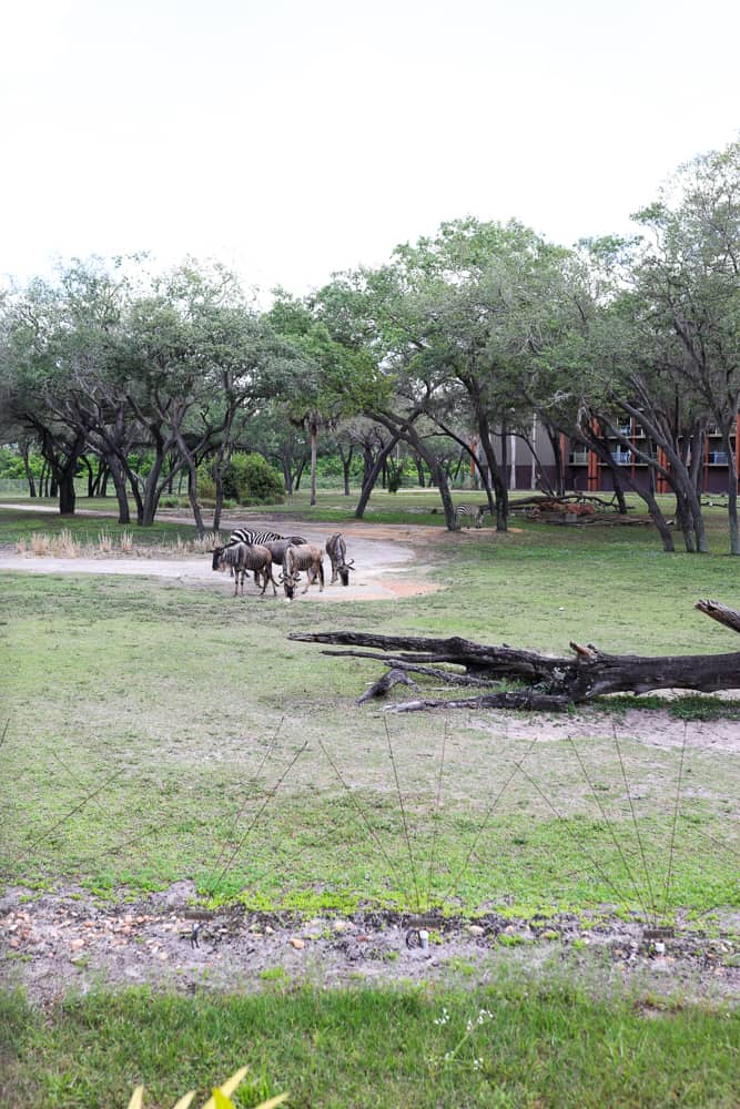 animals outside animal kingdom lodge