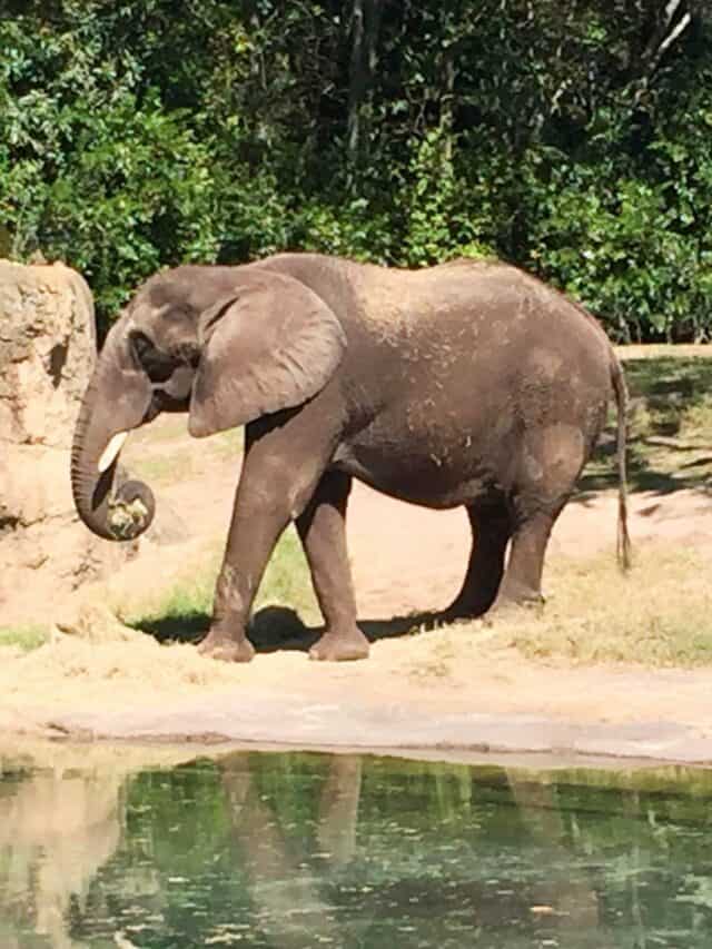7 Fun Facts of Disney Kilimanjaro Safari