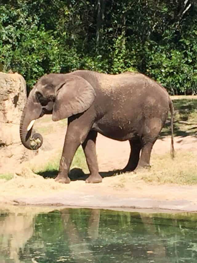 elephant at safari