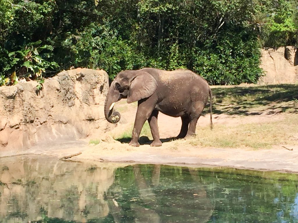 Kilimanjaro safari