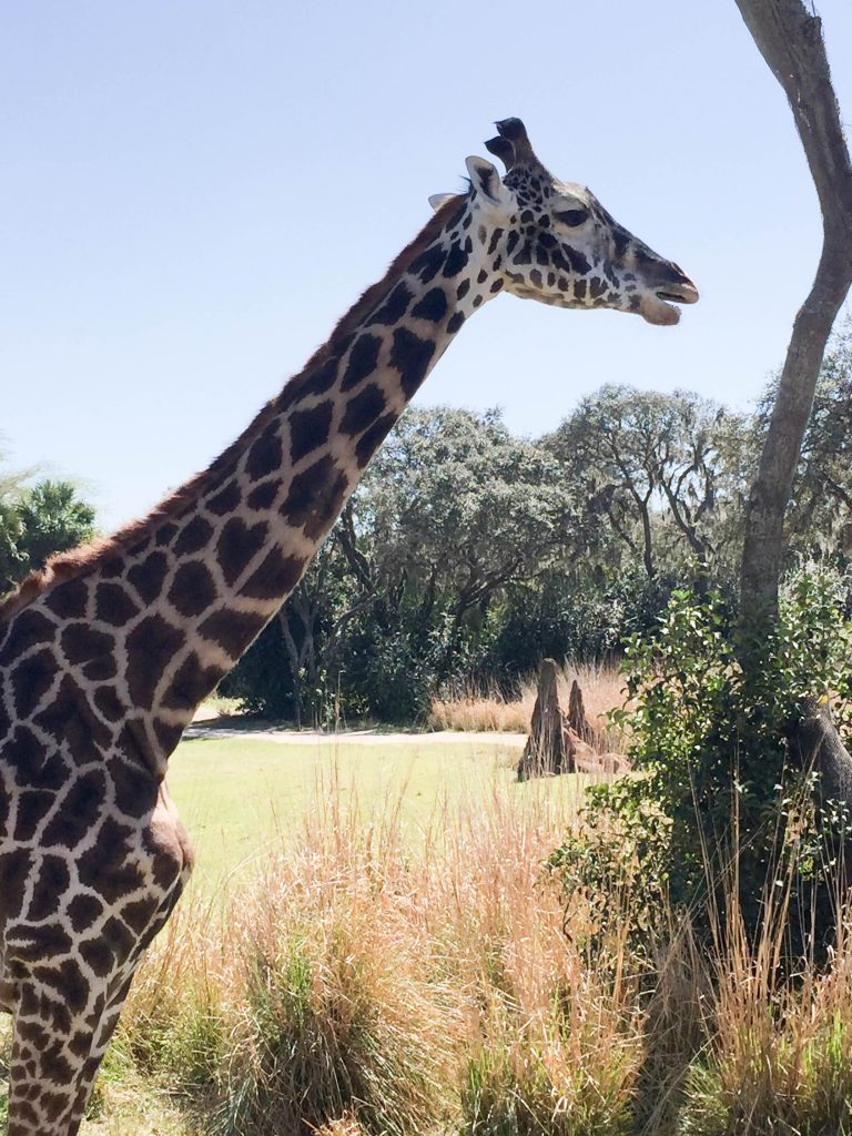 Giraffe - Kiliminjaro safari