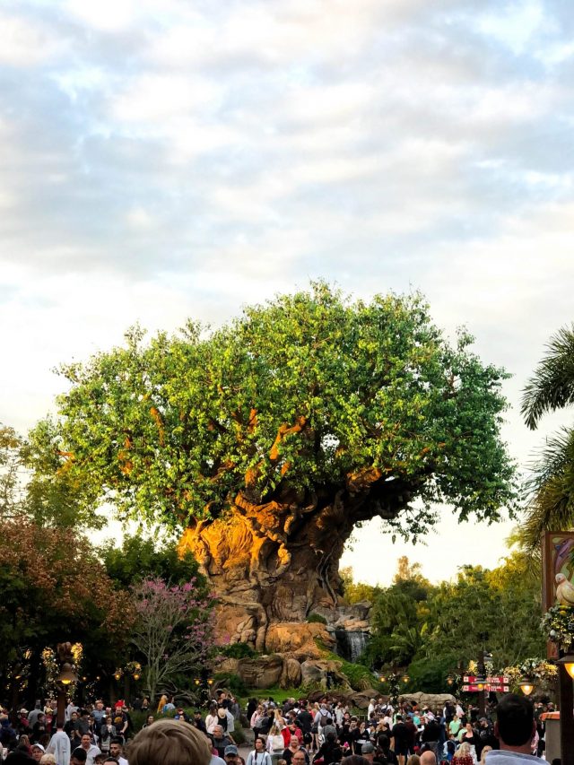 tree of life in Disney's Animal Kingdom