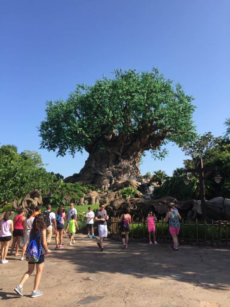 Tree of life animal kingdom