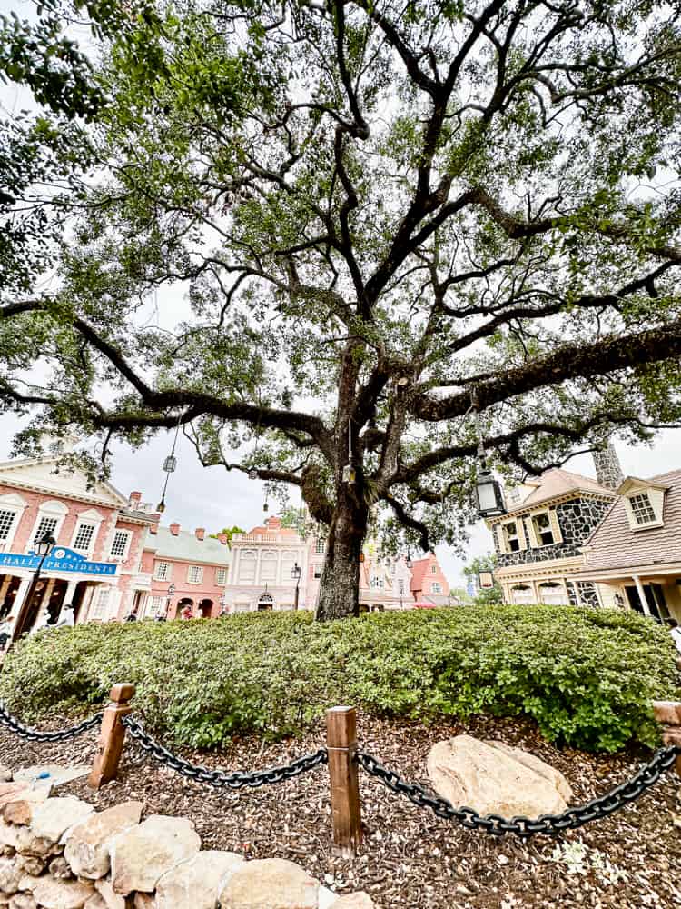 lanterns in tree at magic kingdom