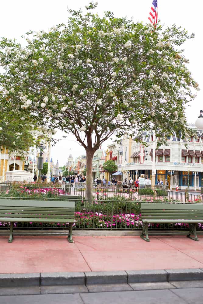 Park Benches on Main Street Magic Kingdom 