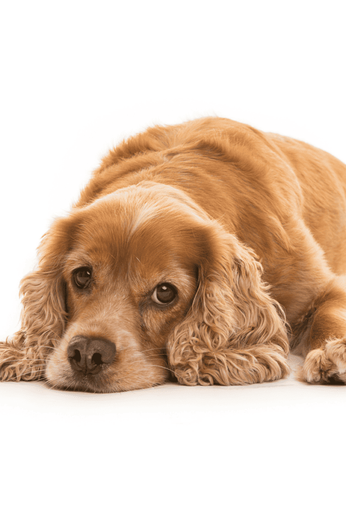 Cocker Spaniel