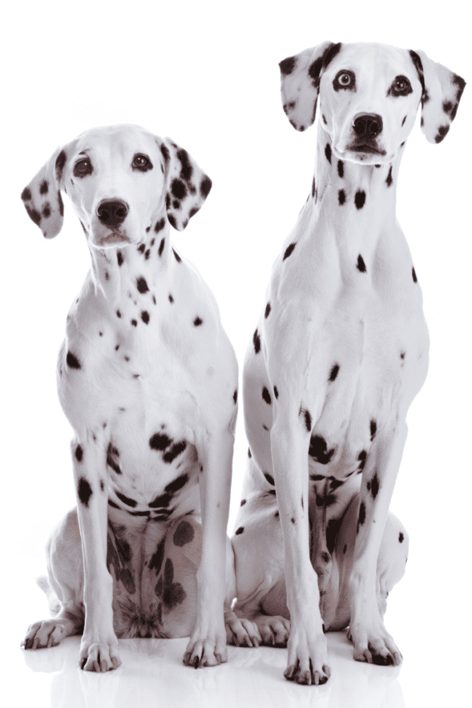 two Dalmatian dogs